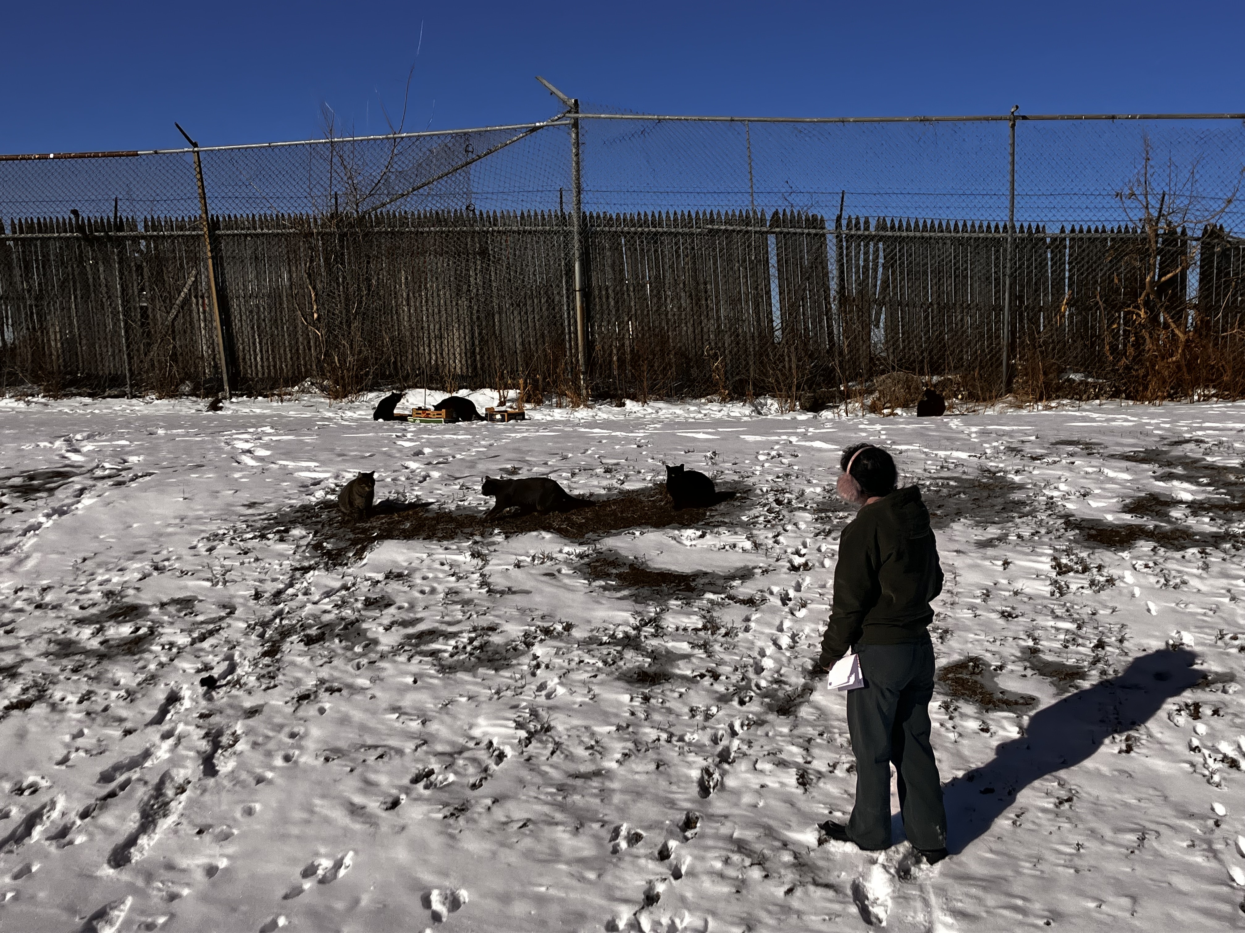 Feeding the colony during a heavy snowstorm with shelters buried in snow